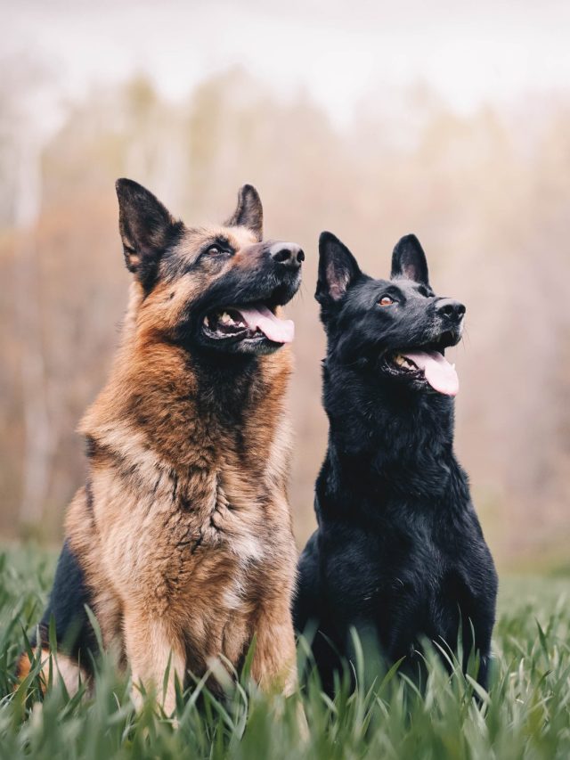 8 Interesting Facts About the German Shepherd.
